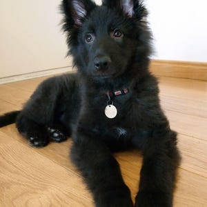 May include: A black puppy with fluffy fur is lying on a wooden floor. The puppy has large, upright ears and a small, round tag on its collar. The dog is looking directly at the camera.
