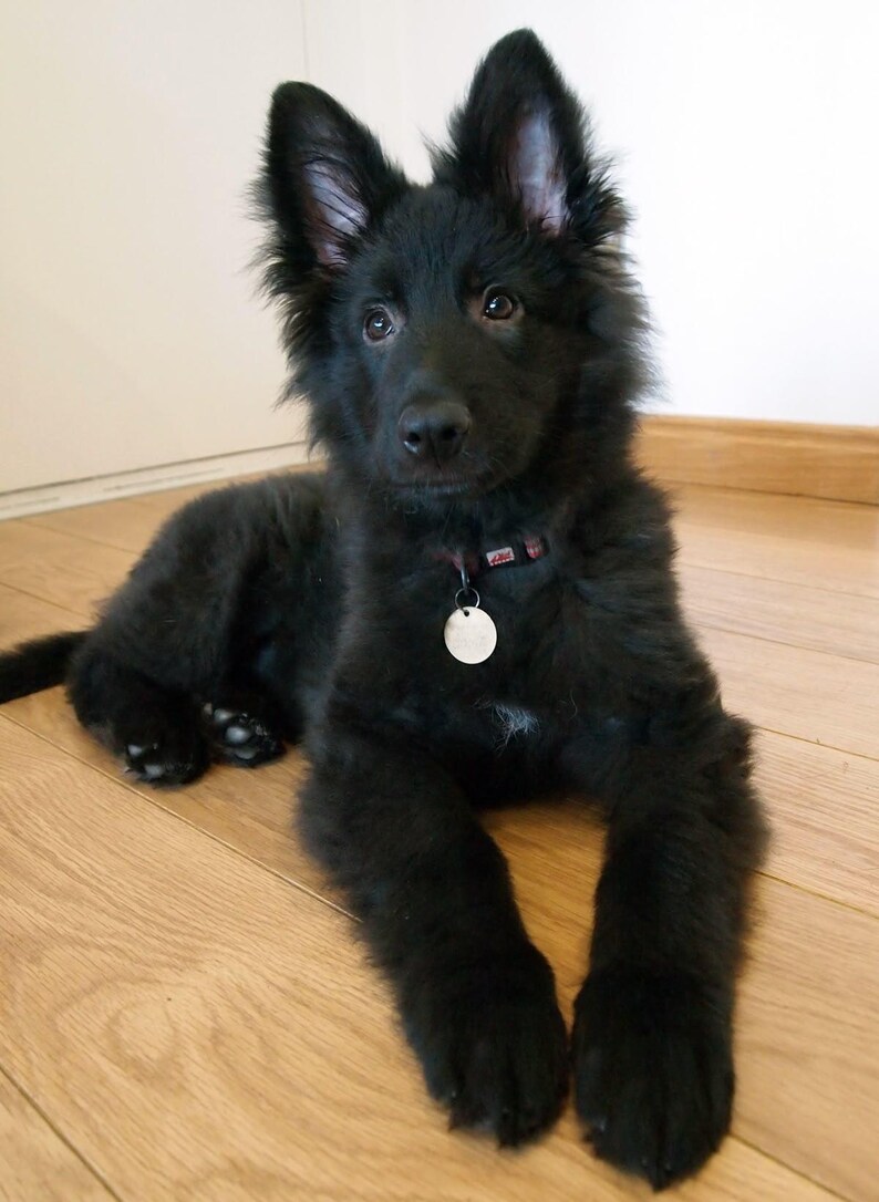May include: A black puppy with fluffy fur is lying on a wooden floor. The puppy has large, upright ears and a small, round tag on its collar. The dog is looking directly at the camera.