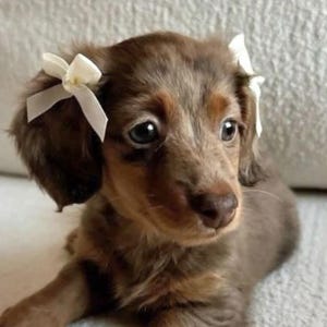May include: A brown and tan Dachshund puppy with white bows in its ears. The puppy is lying down on a light-colored surface, with its dark eyes looking towards the viewer. The puppy's fur has a soft, fluffy appearance.