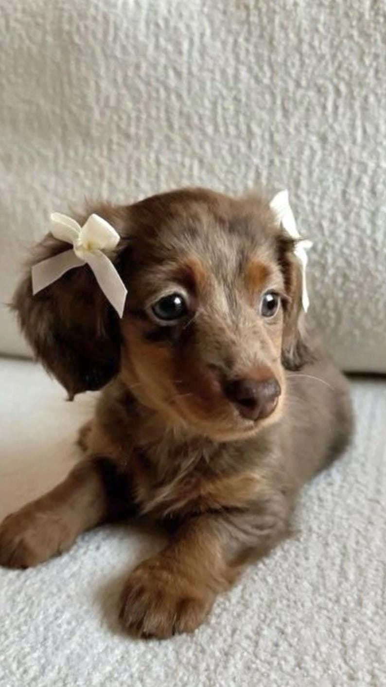 May include: A brown and tan Dachshund puppy with white bows in its ears. The puppy is lying down on a light-colored surface, with its dark eyes looking towards the viewer. The puppy's fur has a soft, fluffy appearance.