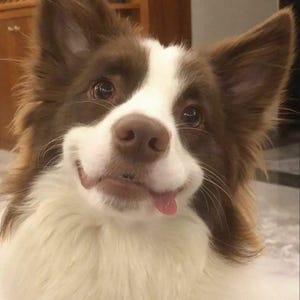 May include: A close-up of a dog with brown and white fur, smiling with its tongue sticking out. The dog has brown ears and eyes, and white fur around its face and chest. The dog appears happy and friendly.