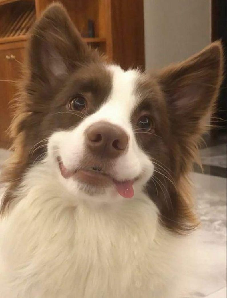 May include: A close-up of a dog with brown and white fur, smiling with its tongue sticking out. The dog has brown ears and eyes, and white fur around its face and chest. The dog appears happy and friendly.