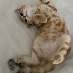 May include: A small, light orange and white tabby kitten lying on its back with its paws in the air. The kitten has a light pink nose and dark eyes. The fur has a striped pattern and a fluffy tail.