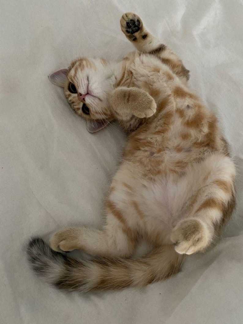 May include: A small, light orange and white tabby kitten lying on its back with its paws in the air. The kitten has a light pink nose and dark eyes. The fur has a striped pattern and a fluffy tail.