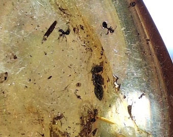 Polished Copal with Insects  COPAL
