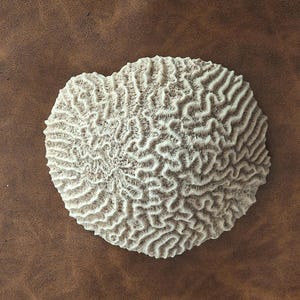 Large Fossilized Brain Coral Vintage Shell Decor Fossil Vintage