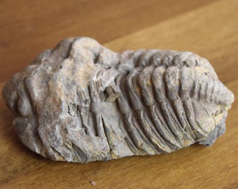 Natural Fossil Specimen in Stone Matrix – Ancient Geological Collectible Display