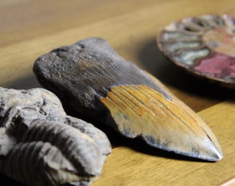 Megalodon Tooth Fossil – Authentic Prehistoric Shark Specimen – Natural History Collectible