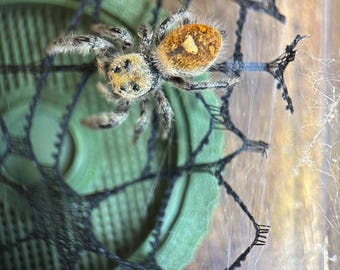 jumping spider webbing add on for large enclosure