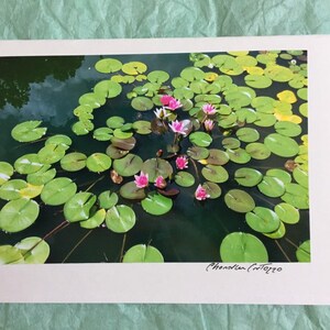 Waterlelievijver / roze waterlelies / trouwkaart / leliebloem / verjaardagskaart / blanco notitiekaart met envelop / 30e verjaardag bloem