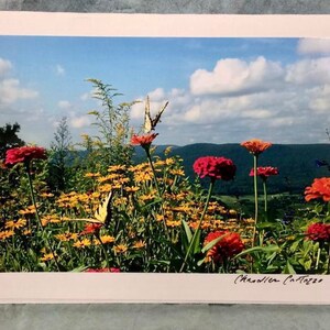 May include: A photograph of a field of flowers with butterflies flying over them. The flowers are mostly yellow, but there are also some red and orange flowers. The background is a blue sky with white clouds. The image is signed "Chandler Cottazzo".