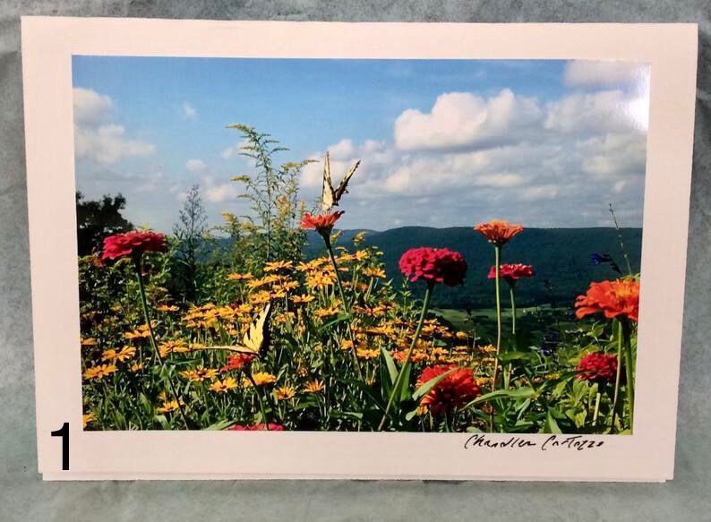 May include: A photograph of a field of flowers with butterflies flying over them. The flowers are mostly yellow, but there are also some red and orange flowers. The background is a blue sky with white clouds. The image is signed "Chandler Cottazzo".