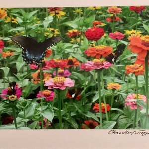 May include: A black and blue butterfly with white spots flies over a field of pink, red, orange, and yellow flowers. The flowers are in bloom and the butterfly is in flight.