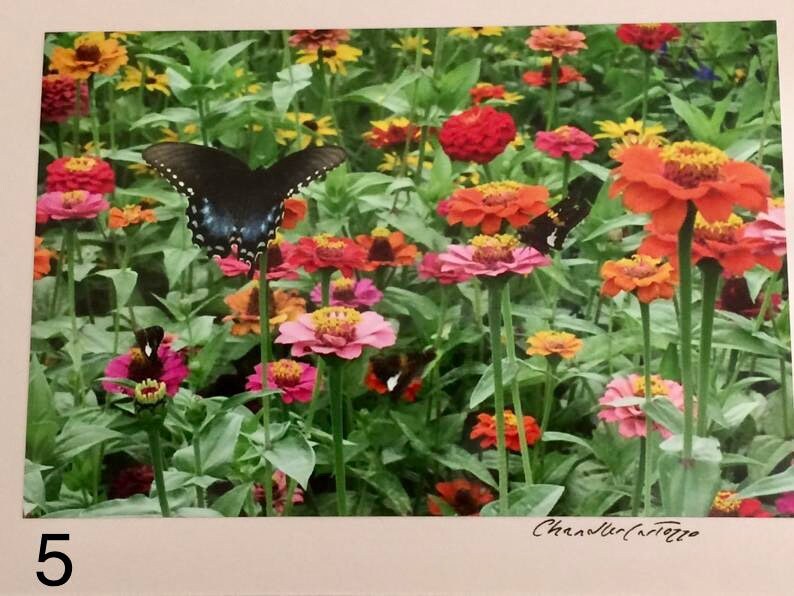 May include: A black and blue butterfly with white spots flies over a field of pink, red, orange, and yellow flowers. The flowers are in bloom and the butterfly is in flight.