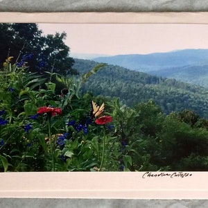 May include: A photograph of a butterfly perched on a red flower in a field with a mountain range in the background. The butterfly has yellow wings with black markings. The flower is surrounded by green foliage. The mountains are a hazy blue in the distance.