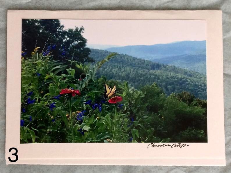 May include: A photograph of a butterfly perched on a red flower in a field with a mountain range in the background. The butterfly has yellow wings with black markings. The flower is surrounded by green foliage. The mountains are a hazy blue in the distance.