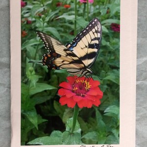 May include: A yellow and black swallowtail butterfly perched on a red zinnia flower with green foliage in the background. The image is signed "Chazlen Carter" in the bottom right corner.
