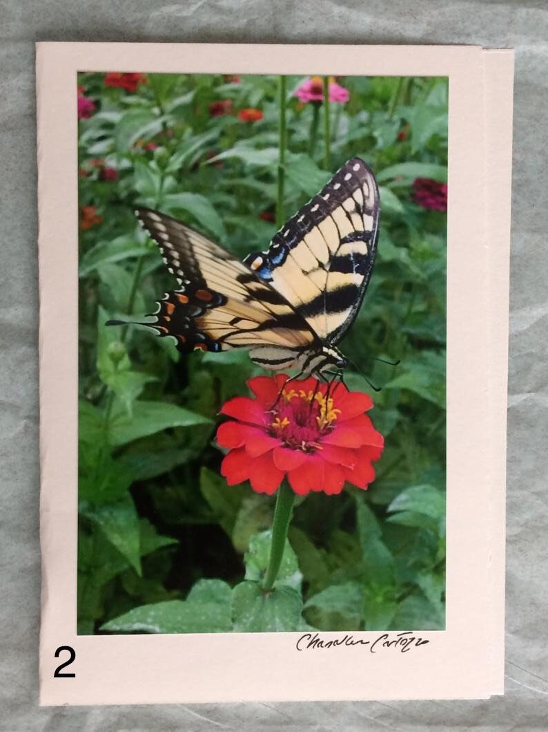 May include: A yellow and black swallowtail butterfly perched on a red zinnia flower with green foliage in the background. The image is signed "Chazlen Carter" in the bottom right corner.