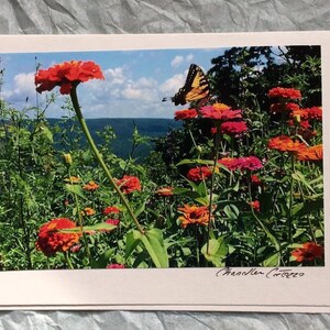 May include: A photograph of a butterfly perched on a pink zinnia flower in a field of colorful zinnias. The flowers are in bloom and the butterfly's wings are spread wide. The background is a blue sky with white clouds and a distant mountain range.