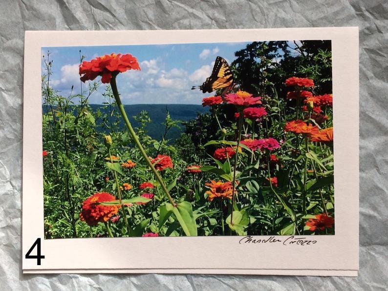 May include: A photograph of a butterfly perched on a pink zinnia flower in a field of colorful zinnias. The flowers are in bloom and the butterfly's wings are spread wide. The background is a blue sky with white clouds and a distant mountain range.