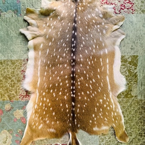 May include: A tan and white spotted deer hide featuring a dark brown dorsal stripe running down the center. The hide has a natural irregular edge and a small white-tipped tail at the bottom, with a small white tag labeled AS attached near the tail.