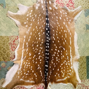 May include: A natural deer hide featuring a reddish-brown coat with white spots and a prominent dark brown to black dorsal stripe running down the center. The hide has irregular edges and a white underbelly, displaying a dense, short-haired texture.