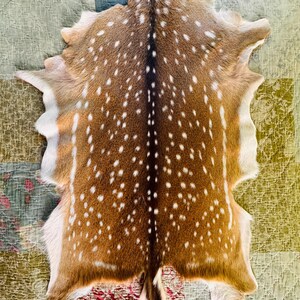 May include: A natural deer hide featuring a rich reddish-brown coat with a distinct dark brown dorsal stripe running down the center. The fur is covered in white spots, with white fur along the edges and a small tail at the bottom end.