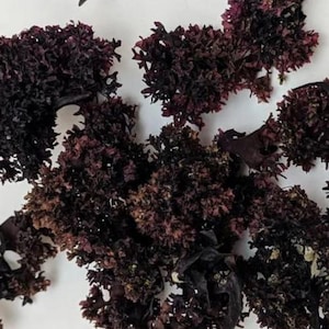 WHOLESALE Wildcrafted Purple Chondrus Crispus Sea Moss – Atlantic Canadian Harvest