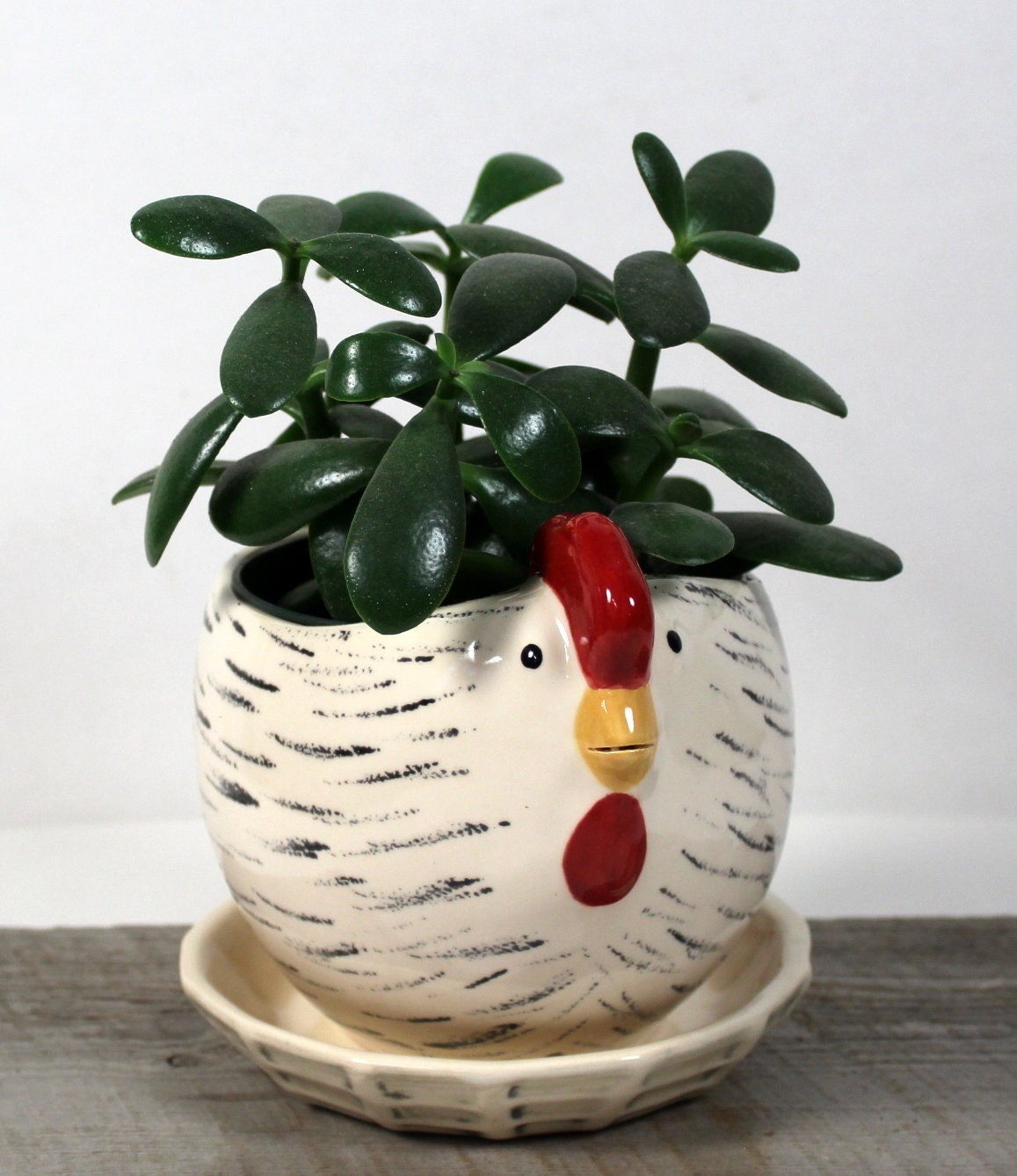 house plants sale Popular Houseplant 6-pack: Easy Plant Variety Pack  Cute & Unique Plants