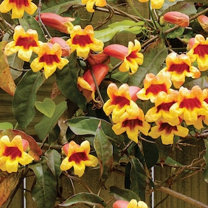 May include: Close-up of a climbing plant with vibrant yellow flowers, each with a deep red center. The flowers are clustered among green leaves and reddish-orange buds, creating a colorful display. The plant is likely a type of vine.
