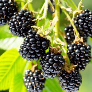 May include: A cluster of ripe, dark purple blackberries hanging from a green stem. The fruit consists of numerous small, rounded drupelets with a glossy finish. Bright green, serrated leaves are visible in the background, providing contrast.