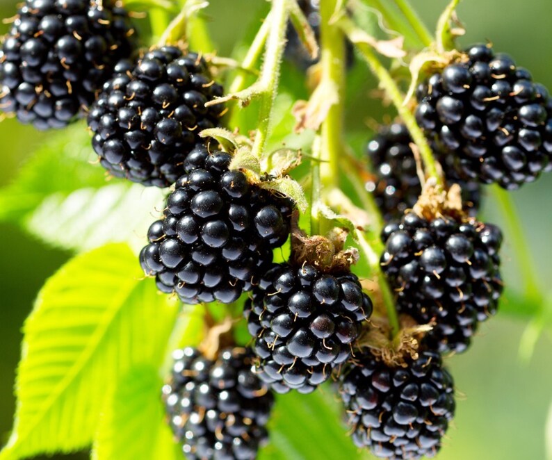 May include: A cluster of ripe, dark purple blackberries hanging from a green stem. The fruit consists of numerous small, rounded drupelets with a glossy finish. Bright green, serrated leaves are visible in the background, providing contrast.