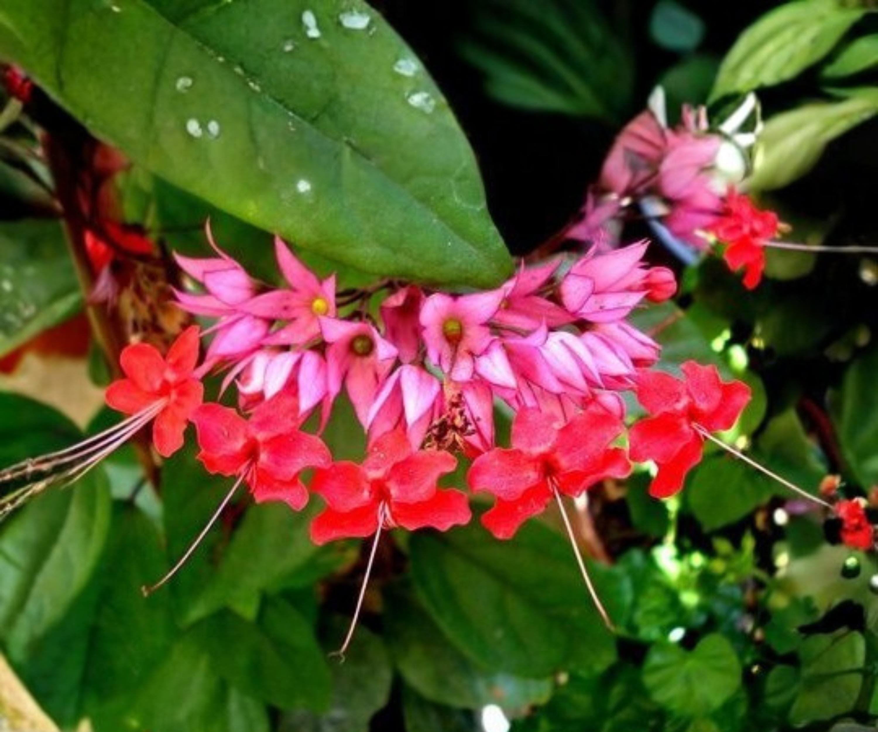 Java Red Bleeding Heart Vine - Starter Live Plant – Clerodendrum ...