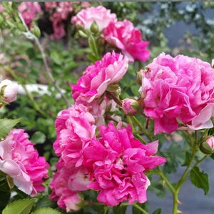 Könnte beinhalten: Nahaufnahme von leuchtend rosa Rosen in voller Blüte, die Schichten von Blütenblättern und zarte Texturen zeigen. Das Bild fängt die Schönheit der Blumen ein, mit grünen Blättern und Knospen, die einen Kontrast bilden. Ein natürliches, florales Thema.