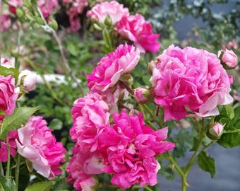 Seven Sisters Rose - Live Plant 3-6" - Pink Climbing Rambler Heirloom Bush