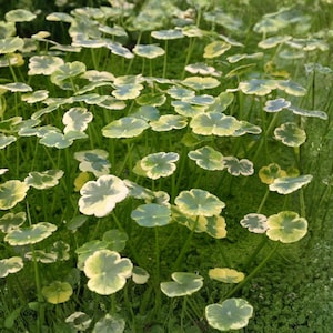 Hydrocotyle Variegated - Etsy