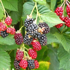 May include: A cluster of blackberries on a green leafy vine, showing a mix of ripe dark purple-black berries and unripe bright red berries. The fruit is textured with small drupelets, hanging from thin stems amidst serrated green foliage.