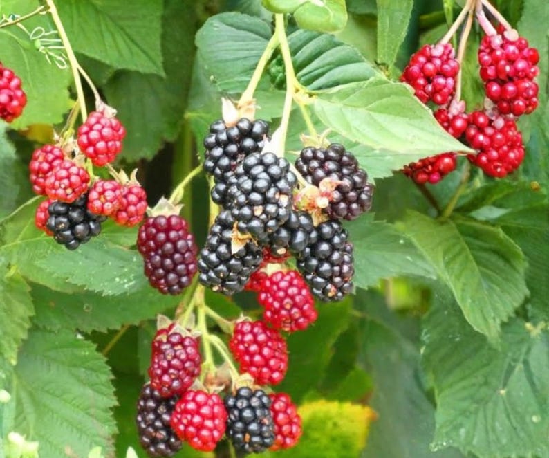 May include: A cluster of blackberries on a green leafy vine, showing a mix of ripe dark purple-black berries and unripe bright red berries. The fruit is textured with small drupelets, hanging from thin stems amidst serrated green foliage.