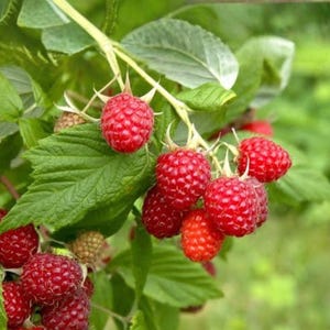 May include: A cluster of ripe, bright red raspberries hanging from a green stem with serrated leaves. The berries have a textured, bumpy surface and are attached to the plant by small, light green stems. Several green leaves surround the fruit.
