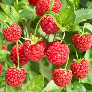 Latham Red Raspberry Bare Root Plants 3 Live Cold Hardy Summer Bearing Canes bild 2