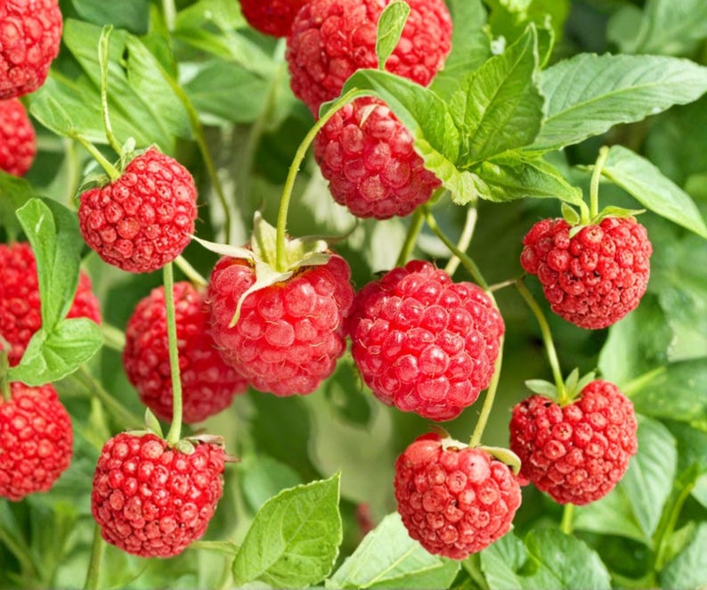 Latham Red Raspberry Bare Root Plants 3 Live Cold Hardy Summer Bearing Canes bild 2