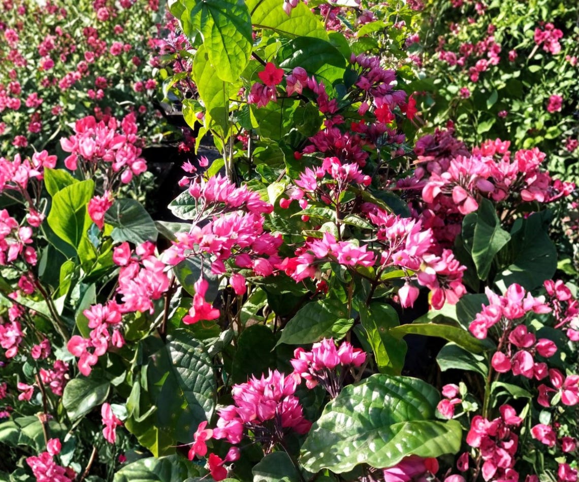 Java Red Bleeding Heart Vine - Starter Live Plant – Clerodendrum ...