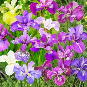 Siberian Iris Bare Root Plants 5 Mixed Colors Hardy Perennial Live Flowers