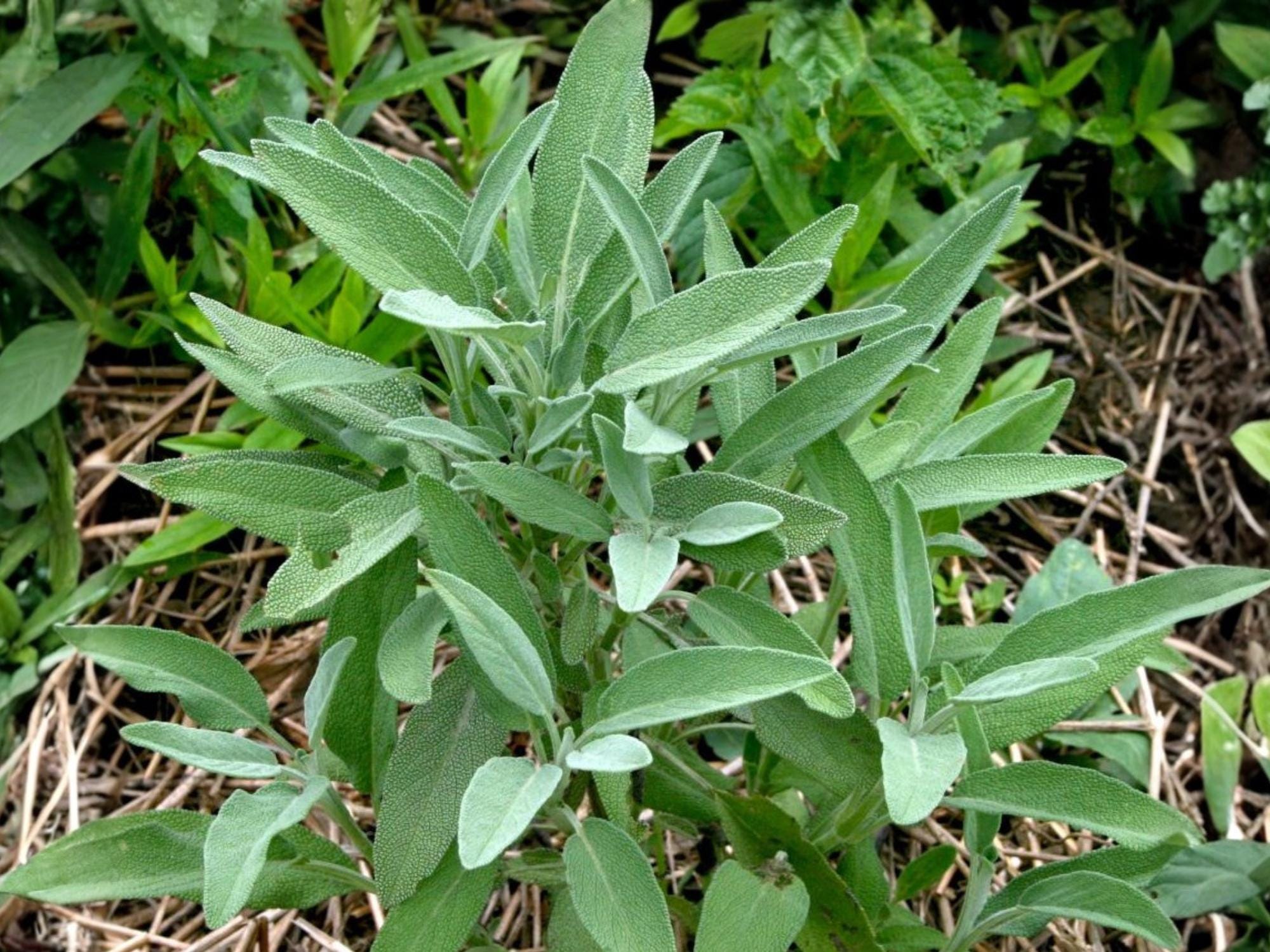 Broadleaf Sage – 30 Seeds | Common Garden Sage | Aromatic Culinary Herb ...