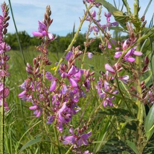 May include: Close-up of vibrant pink wildflowers in a field. The flowers have small, delicate petals and grow on tall, slender stems. Green foliage surrounds the flowers, with a backdrop of a grassy field and a blue sky.