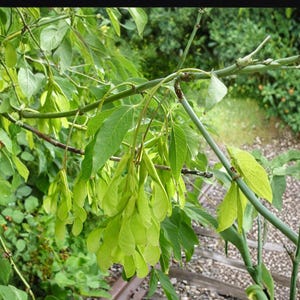 May include: A cluster of light green, winged samara seeds hanging from a slender tree branch. The seeds are paired and elongated, attached to thin stems amidst vibrant green leaves. The branch structure is visible, showing nodes and texture.