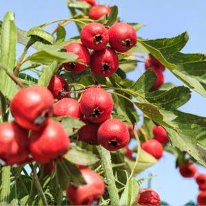 May include: A close-up of a hawthorn branch with clusters of bright red berries. The berries are round and have a small, dark indentation at the base. Green leaves surround the berries, with a clear blue sky in the background.