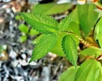 May include: Close-up of vibrant green leaves with serrated edges. The leaves are arranged in a cluster, showcasing their detailed texture and natural beauty. The image highlights the fresh, healthy appearance of the plant.