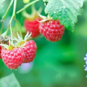May include: A cluster of ripe, bright red raspberries hanging from a green stem with textured leaves. The berries feature a bumpy, segmented surface and are attached to thin, light green stalks. A small portion of a purple flower is visible.