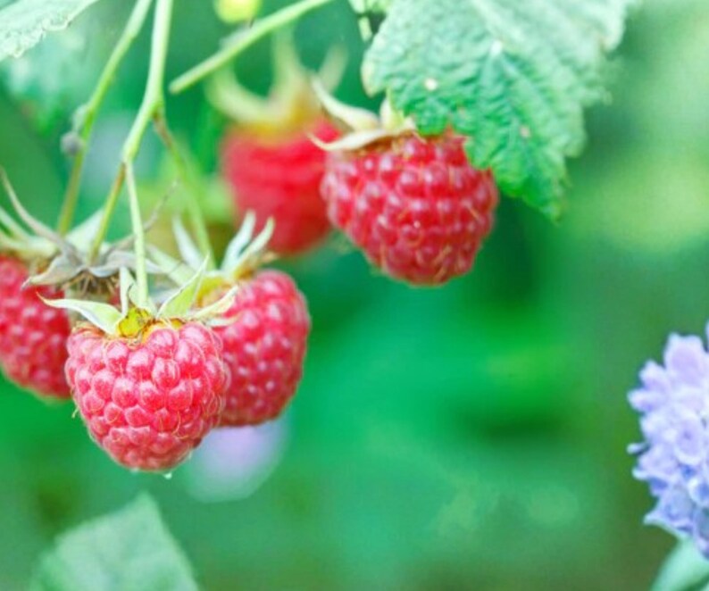 Latham Red Raspberry Bare Root Plants 3 Live Cold Hardy Summer Bearing Canes bild 1